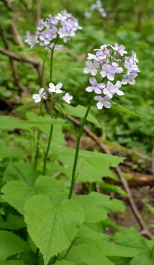 İlkbaharda, Lunaria rediviva ormanda doğada çiçek açar.