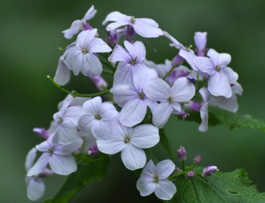 İlkbaharda, Lunaria rediviva ormanda doğada çiçek açar.