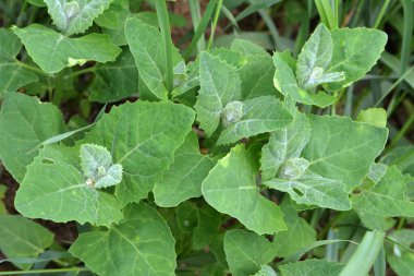 İlkbaharda, bahçede yenilebilir bitkisel orach (Atriplex hortensis) yetişir.