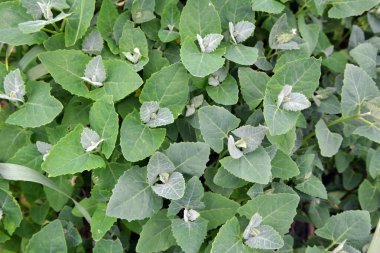 İlkbaharda, bahçede yenilebilir bitkisel orach (Atriplex hortensis) yetişir.