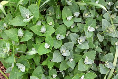 İlkbaharda, bahçede yenilebilir bitkisel orach (Atriplex hortensis) yetişir.