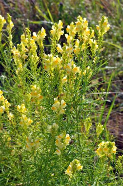 Linaria yabani otların arasında çiçek açar.