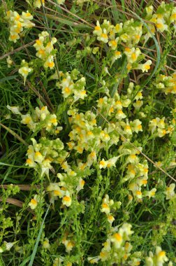 Linaria yabani otların arasında çiçek açar.