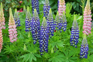 Baharda bahçede luplar açar.