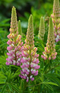 Baharda bahçede luplar açar.