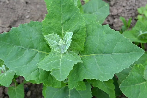 Primavera Orach Planta Comestível Hortensis Atriplex Cresce Jardim — Fotografia de Stock