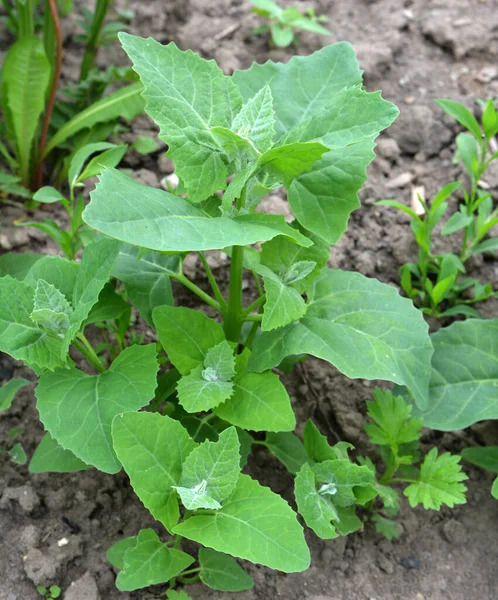 Την Άνοιξη Βρώσιμο Orach Φυτό Atriplex Hortensis Μεγαλώνει Στον Κήπο — Φωτογραφία Αρχείου
