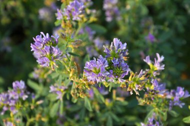 Alan, değerli bir hayvan yemi olan yonca çiçekleri açıyor.