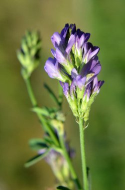Alan, değerli bir hayvan yemi olan yonca çiçekleri açıyor.