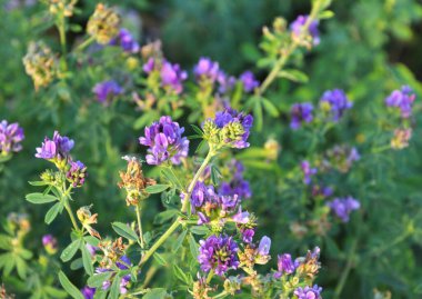 Alan, değerli bir hayvan yemi olan yonca çiçekleri açıyor.