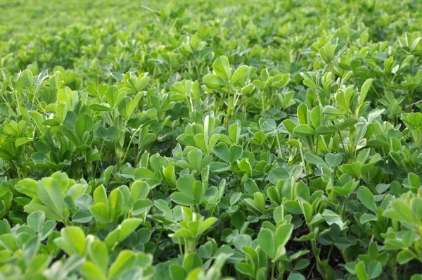Spring Farm Field Young Alfalfa Grows — Stock Photo, Image