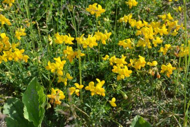 Lotus corniculatus çayırlarda, yabani otların arasında yetişir. 