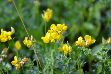 Lotus corniculatus çayırlarda, yabani otların arasında yetişir.