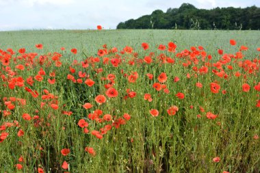 Ekinlerin arasında bir tarlada ot gibi yetişen yabani gelincik.