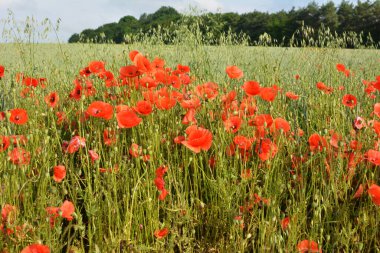 Ekinlerin arasında bir tarlada ot gibi yetişen yabani gelincik.