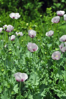 Yazın karada uykulu haşhaş (Papaver somniferum) yetişir.