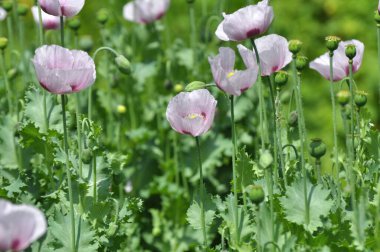 Yazın karada uykulu haşhaş (Papaver somniferum) yetişir.