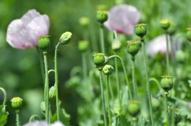 Yazın karada uykulu haşhaş (Papaver somniferum) yetişir.