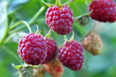 Çalı dalında ahududu ve yeşil yapraklar.