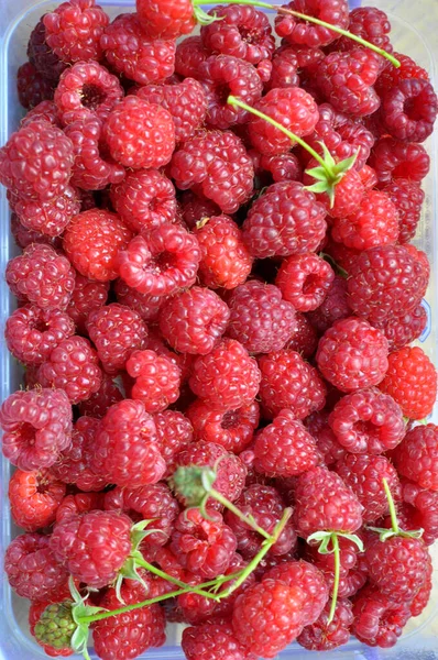 Frutos Fundo Framboesas Colhidas Maduras — Fotografia de Stock