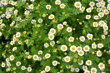Yazın, Tanasetum partenyum doğada çiçek açar.