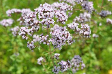 Yazın vahşi doğada çiçek açan keklik otu (Origanum vulgare))