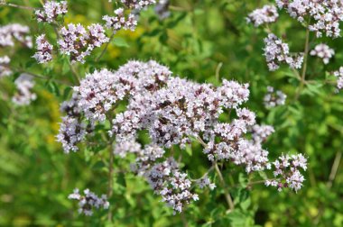 Yazın vahşi doğada çiçek açan keklik otu (Origanum vulgare))