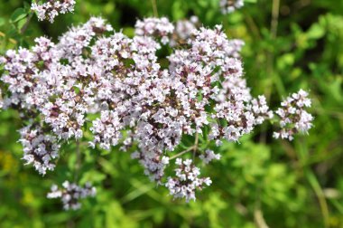 Yazın vahşi doğada çiçek açan keklik otu (Origanum vulgare))