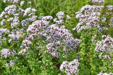Yazın vahşi doğada çiçek açan keklik otu (Origanum vulgare))