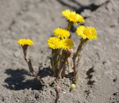 Doğada, ilkbahar erken çiçek açar bal ve ilaçlar coltsfoot (Tussilago farfara)