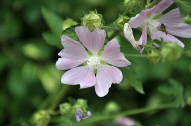 Yazın, yaban ördeği doğada büyür ve çiçek açar.