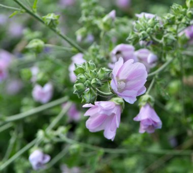 Yazın, yaban ördeği doğada büyür ve çiçek açar.