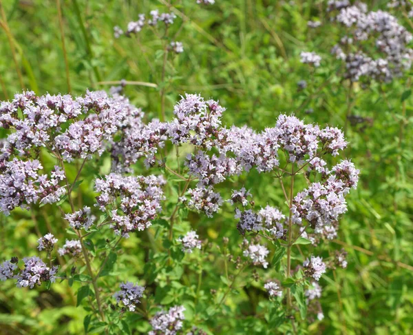 Yazın vahşi doğada çiçek açan keklik otu (Origanum vulgare))