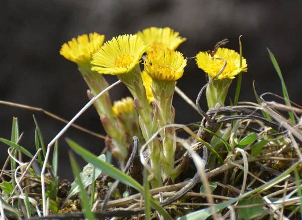 Der Natur Blühen Vorfrühlingshonig Und Arzneimittel Pflanzen Huflattich Tussilago Farfarfara — Stockfoto