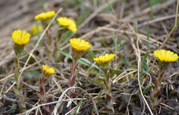 自然界では 早春の蜂蜜と薬の植物コルツフット Tussilago Farfara を咲かせます — ストック写真