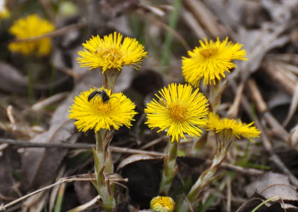 Doğada, ilkbahar erken çiçek açar bal ve ilaçlar coltsfoot (Tussilago farfara)