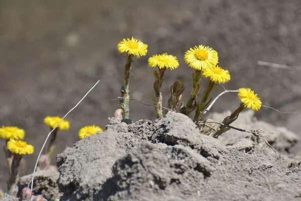 Doğada, ilkbahar erken çiçek açar bal ve ilaçlar coltsfoot (Tussilago farfara)
