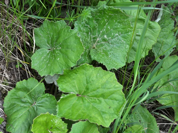 Tussilago Farfara Pousse Dans Nature Été — Photo