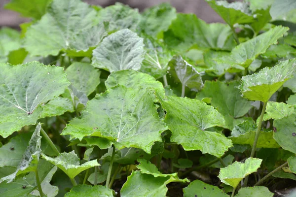 Tussilago Farfara Växer Vilt Sommaren — Stockfoto