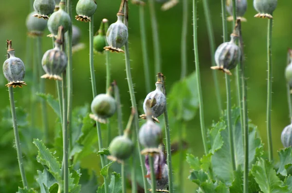In a neglected area of the garden immature poppy heads, from which addicts extracted opium