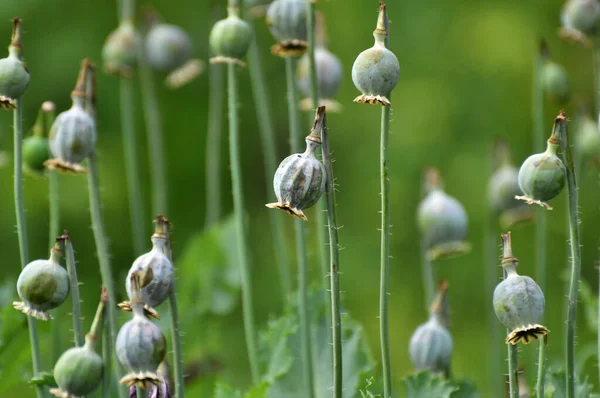 In a neglected area of the garden immature poppy heads, from which addicts extracted opium
