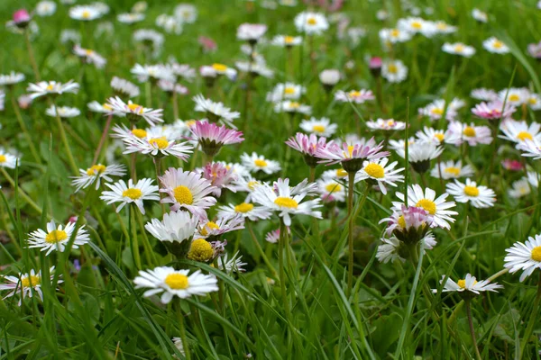 Marguerite (Bellis perennis) otlar arasında doğada çiçek açar