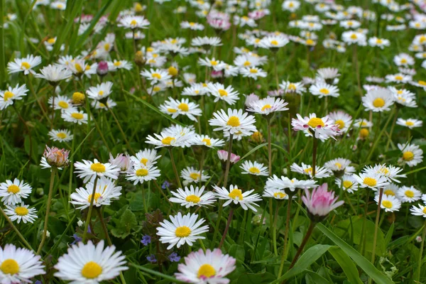 Marguerite (Bellis perennis) otlar arasında doğada çiçek açar 