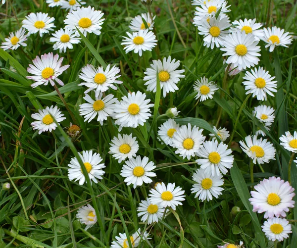 Marguerite (Bellis perennis) otlar arasında doğada çiçek açar