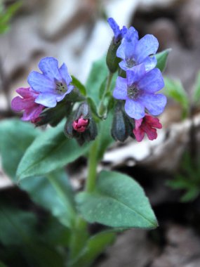 Erken bahar bitki Lungwort (göğüs) vahşi ormanda çiçek açar