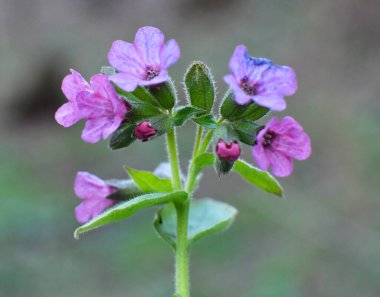 Erken bahar bitki Lungwort (göğüs) vahşi ormanda çiçek açar