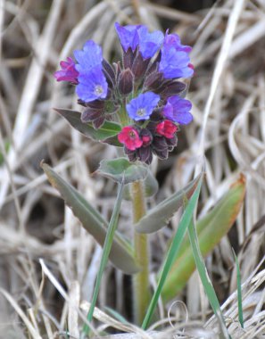 Erken bahar bitki Lungwort (göğüs) vahşi ormanda çiçek açar