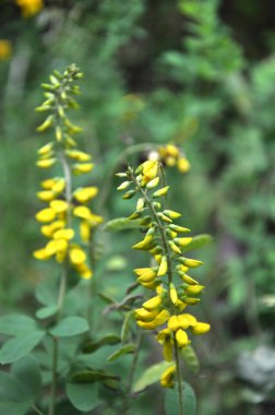 Lembotropis nigrican 'lar yazın doğada yetişir.