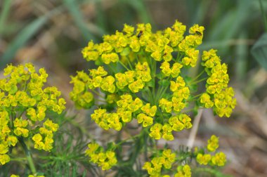 Yabani otların baharında, Euphorbia cyparissias çiçekleri açar.