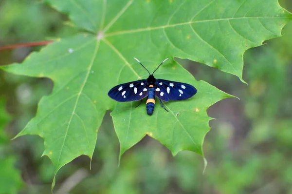 Στην Άγρια Φύση Στο Φυτό Πεταλούδα Amata Phegea — Φωτογραφία Αρχείου